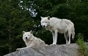 Images Dated 27th July 2014: Arctic wolves