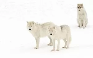 Images Dated 1st February 2014: Arctic Wolves