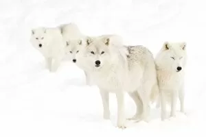 Images Dated 15th February 2014: Arctic Wolves
