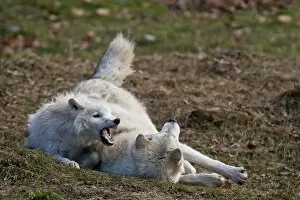 Images Dated 11th November 2012: Arctic wolves