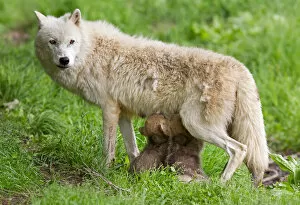 Arctic wolves feeding