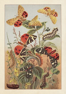 Images Dated 11th July 2018: Arctiinae (tiger moths), lithograph, published around 1895