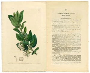 Berry Gallery: Arctostaphylos tomentosa Victorian Botanical Illustration, Downy Bearberry, Bearberry, 1835