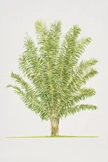 Images Dated 28th June 2006: Arenga pinnata, Sugar Palm tree, side view