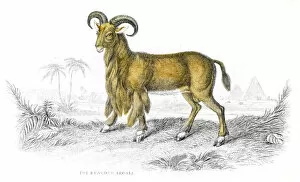 Images Dated 26th May 2017: Argali sheep lithograph 1884