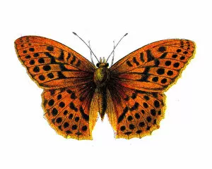 Colourful Butterflies Gallery: Argynnis Paphia, Silver washed Fritillary, Butterfly, Insects, Wildlife illustration