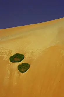 Dunes Prints: arid, beauty in nature, day, desert, dunes, green, landscape, namibia, nature, no people