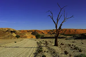 Namibia Collection: arid, day, dead tree, dunes, horizontal, landscape, namibia, nature, no people, non-urban scene
