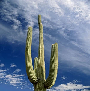 Images Dated 27th March 2012: arizona, beauty in nature, blue sky, cactus, color image, day, environment, growth