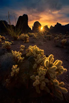 Images Dated 9th December 2016: Arizona Cactus