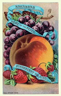 Grapes Prints: Arkansas, the home of the peach, strawberry and vine