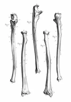 Images Dated 24th May 2017: Arm bones anatomy engraving 1866