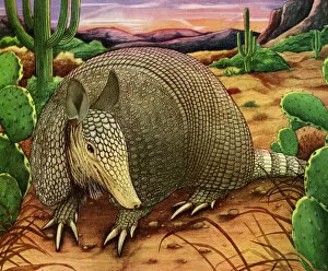 Images Dated 21st August 2013: Armadillo in the Desert