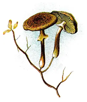 Armillaria mellea, commonly known as honey fungus