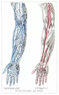 Images Dated 3rd May 2017: Arms Blood vessels anatomy engraving 1857