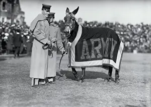 Mule Prints: The Army Mule at Army Navy Football Game