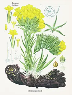Medicinal Prints: Arnebia densiflora Chromolithography 1887