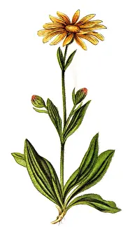 Mount Prints: Arnica montana, also known as wolfs bane