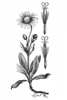 Leopard Gallery: Arnica montana (leopards bane, wolfs bane)