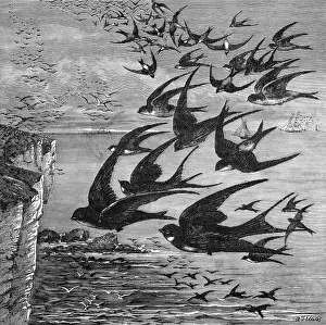 Arrival Of Migratory Swallows