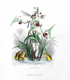 Grandville Prints: Arrowhead flower - Stunning Hand-colored plate from 'Les Fleurs Animees by J