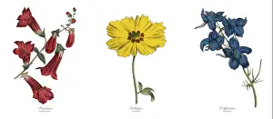Engrav Prints: The Art of Botanical Illustrations