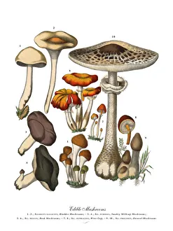 Images Dated 17th February 2019: The Art of Botanical Illustrations