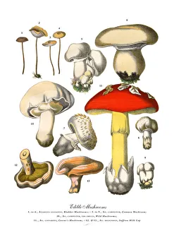 Images Dated 17th February 2019: The Art of Botanical Illustrations