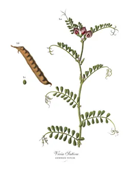 Images Dated 17th February 2019: The Art of Botanical Illustrations