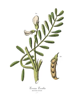 Images Dated 17th February 2019: The Art of Botanical Illustrations