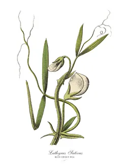 Images Dated 17th February 2019: The Art of Botanical Illustrations