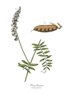 Images Dated 17th February 2019: The Art of Botanical Illustrations