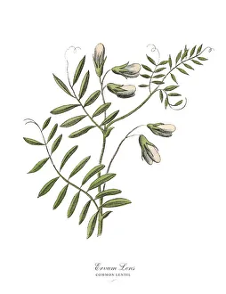 Images Dated 17th February 2019: The Art of Botanical Illustrations