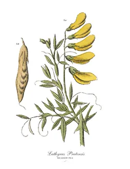 Images Dated 17th February 2019: The Art of Botanical Illustrations