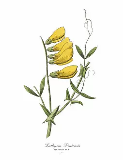Images Dated 17th February 2019: The Art of Botanical Illustrations
