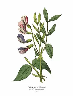Images Dated 17th February 2019: The Art of Botanical Illustrations