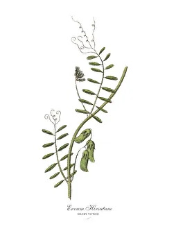Images Dated 17th February 2019: The Art of Botanical Illustrations