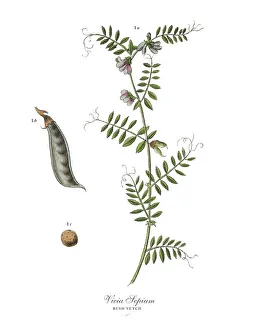 Images Dated 17th February 2019: The Art of Botanical Illustrations