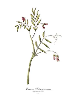 Images Dated 17th February 2019: The Art of Botanical Illustrations