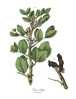 Images Dated 17th February 2019: The Art of Botanical Illustrations