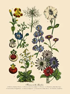 Images Dated 6th April 2016: The Art of Botanical Illustrations