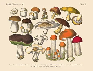 Edible Mushrooms, Victorian Botanical Illustration Collection: The Art of Botanical Illustrations