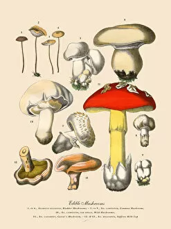 Edible Mushrooms, Victorian Botanical Illustration Collection: The Art of Botanical Illustrations