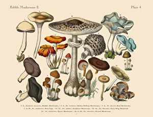 Edible Mushrooms, Victorian Botanical Illustration Collection: The Art of Botanical Illustrations