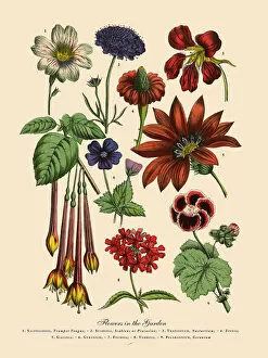 Images Dated 6th April 2016: The Art of Botanical Illustrations