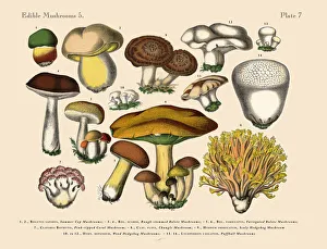 Edible Mushrooms, Victorian Botanical Illustration Collection: The Art of Botanical Illustrations