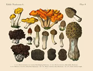 Edible Mushrooms, Victorian Botanical Illustration Collection: The Art of Botanical Illustrations