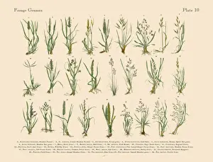 The Art of Botanical Illustrations