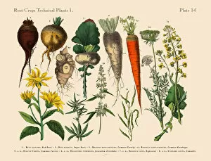Images Dated 1st February 2019: The Art of Botanical Illustrations