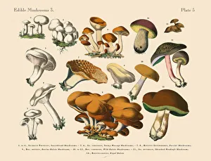 Edible Mushrooms, Victorian Botanical Illustration Collection: The Art of Botanical Illustrations